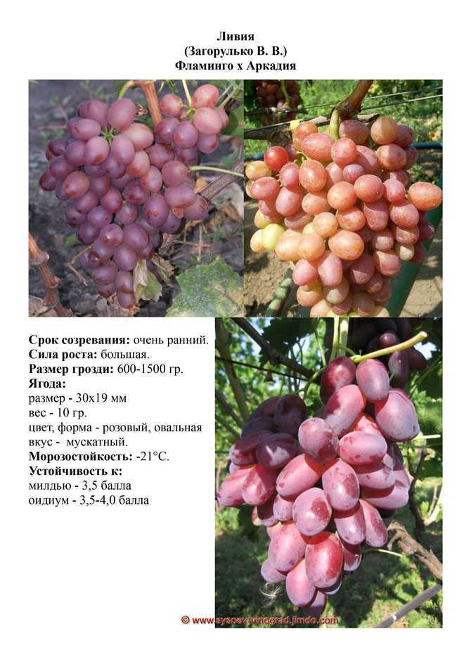 Сорт винограда ливия: что нужно знать о нем, описание сорта, отзывы