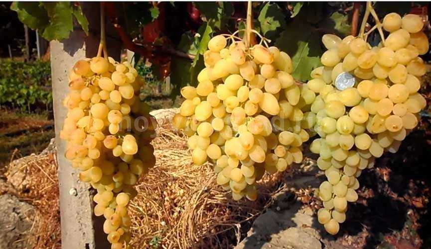 Сорта винограда с описанием, характеристикой и отзывами, в том числе неприхотливые, а также лучшие для разных областей и регионов