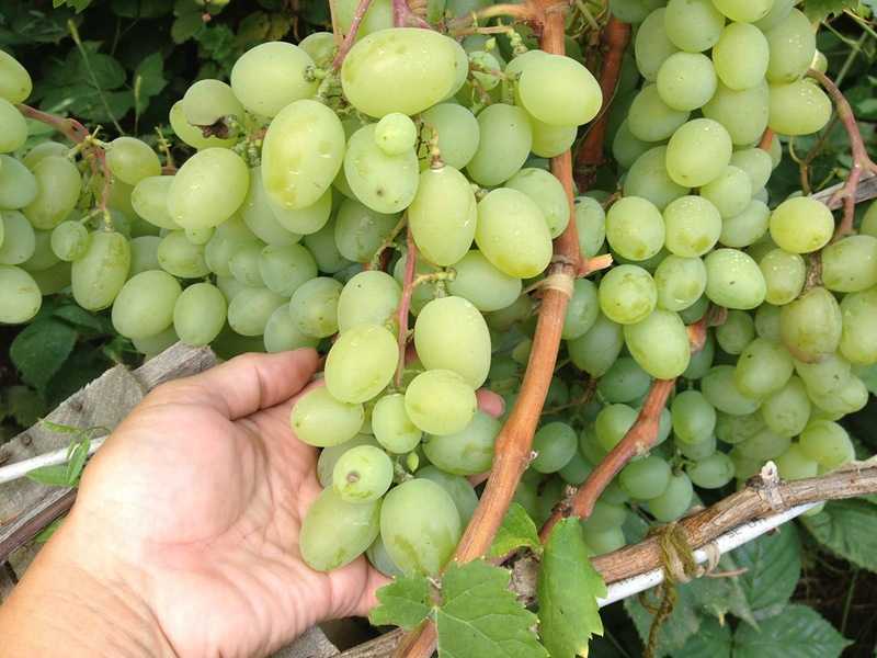 Виноград галия: описание сорта с характеристикой и отзывами, особенности посадки и выращивания, фото