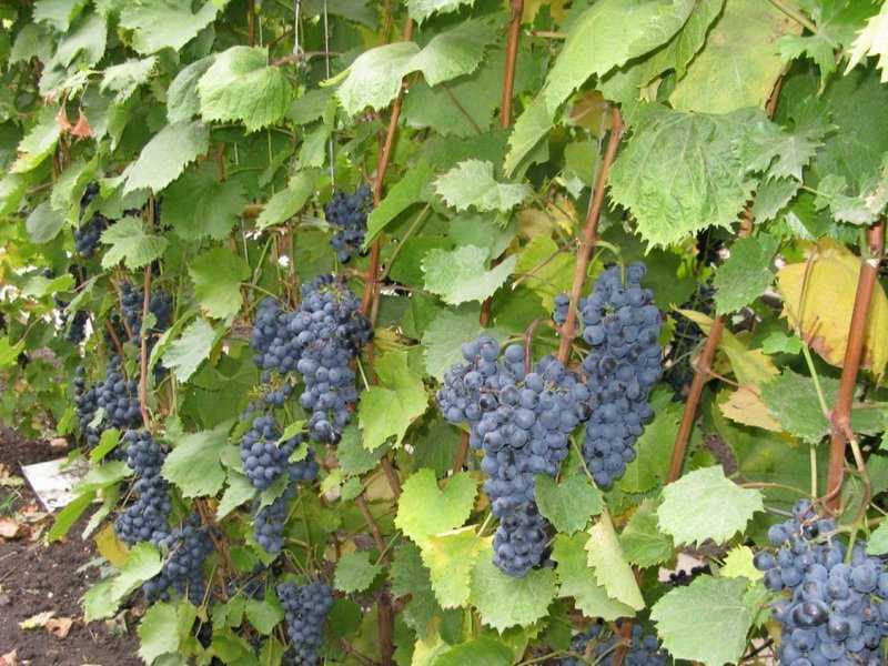 Зимостойкий сорт винограда памяти домбковской - сорта винограда, универсальные | описание, советы, отзывы, фото и видео