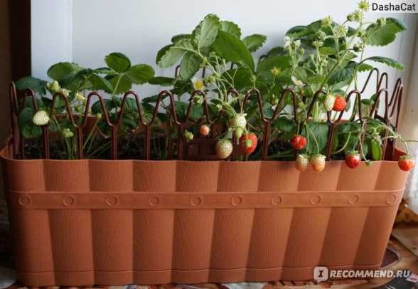 Как посадить и вырастить клубнику на подоконнике, на балконе