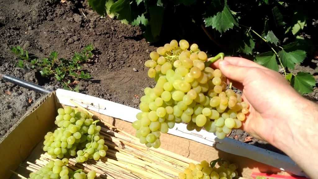 Виноград Кишмиш 342: описание сорта, фото, отзывы виноградарей. Рекомендации по выращиванию и уходу.