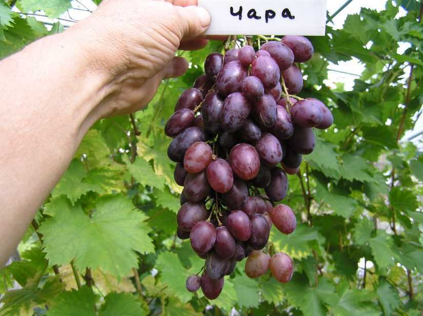 Сорт винограда чарли: описание и отзывы, фото
