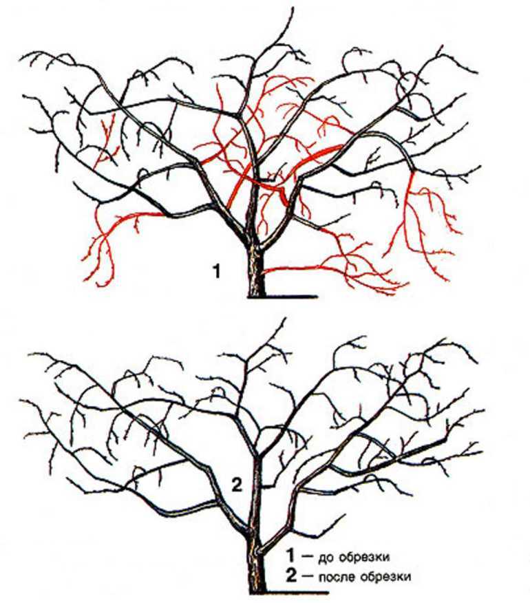 Обрезка вишни осенью - схема для начинающих, правила и пошаговое руководство