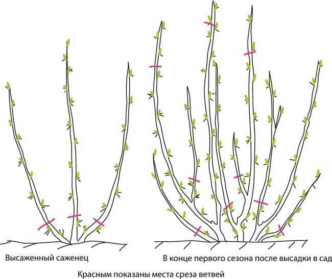 Смородина селеченская 2: описание улучшенного сорта, его достоинства и особенности выращивания