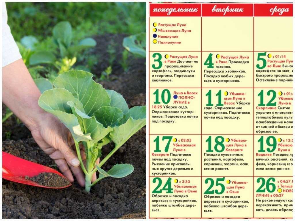 Укроп: сорта, выращивание, заготовка и мастер-класс по посеву