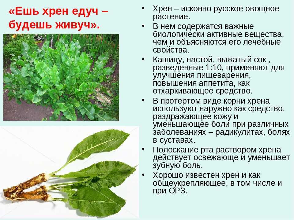Как получить урожай жирнолистного шпината? описание культуры и особенности выращивания