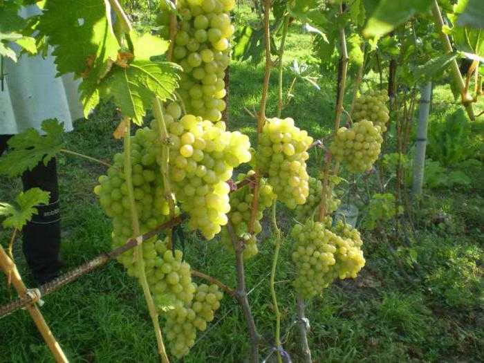 Виноград благовест, описание сорта и основные характеристики