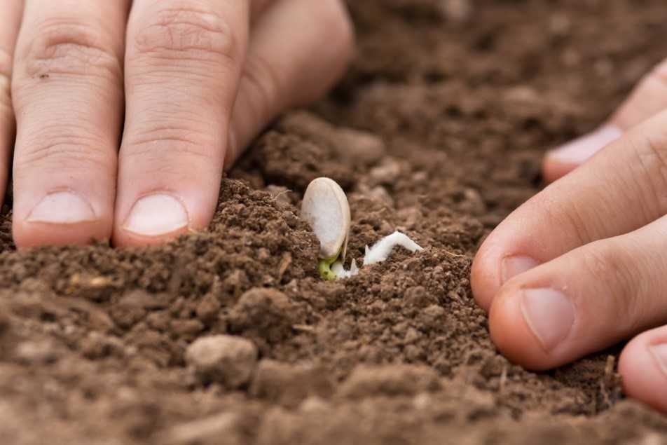 Выращивание душицы на грядках через рассаду из семян, видео