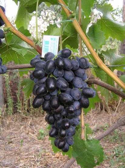 История селекции и описание винограда Кубань, рекомендации по выращиванию, уходу, борьбе с заболеваниями и вредителями.