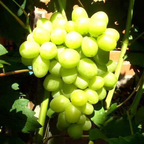 Виноград дарья: описание сорта и характеристики, посадка и уход, размножение