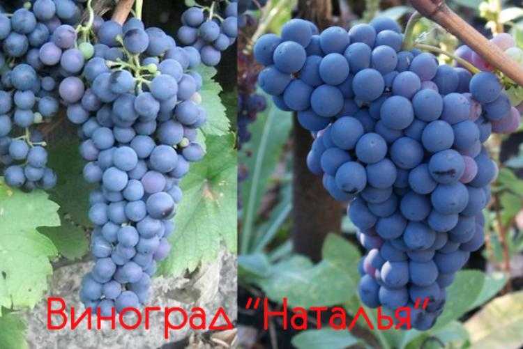 Ркацители — наиболее распространенный сорт винограда в грузии