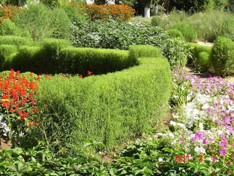 Декоративный кустарник барбарис – посадка, уход, сорта с фото, размножение