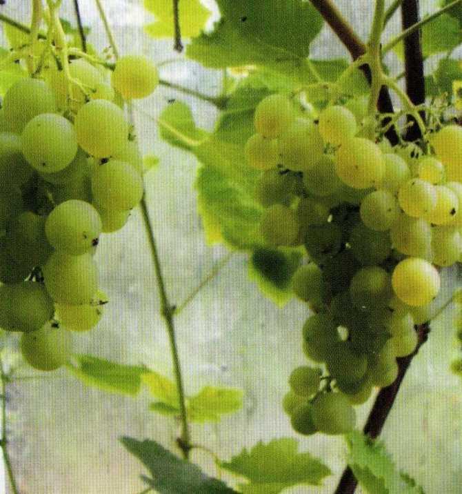 Виноград краса севера – так ли он хорош?
