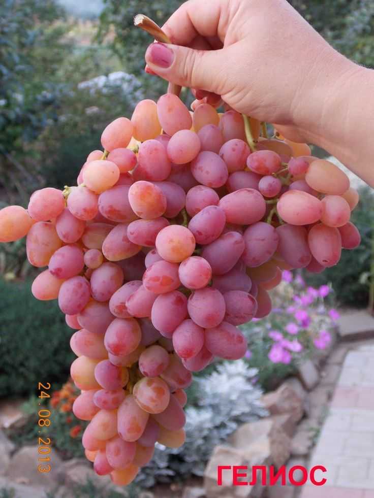 Виноград гелиос