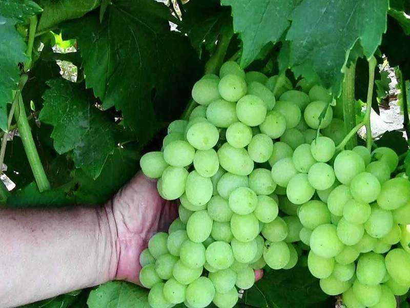 Сорт винограда ландыш - описание, особенности, преимущества, уход и сбор урожая