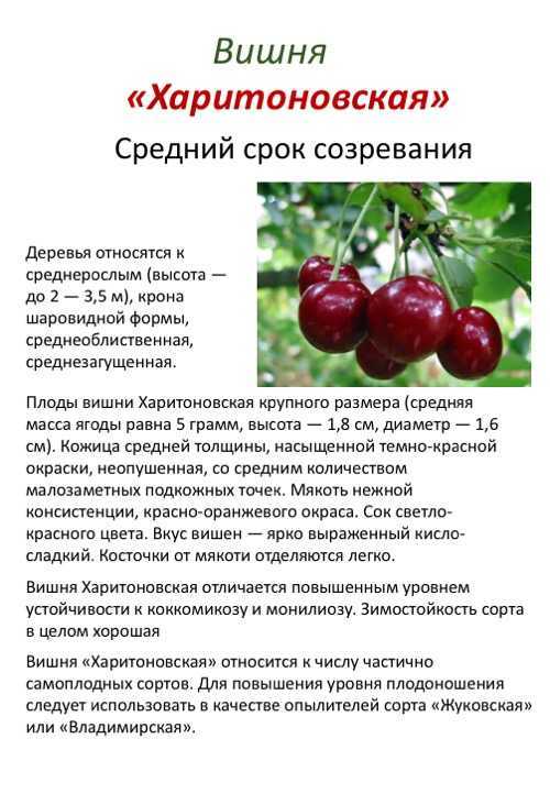 Сорт вишни тургеневская – фото и описание, особенности выращивания и ухода