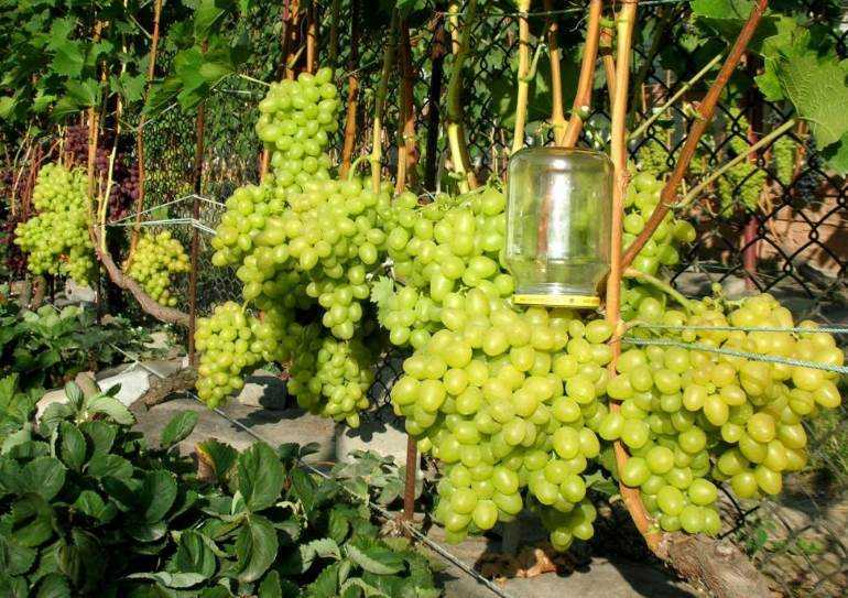 Подробное описание сорта винограда дашенька