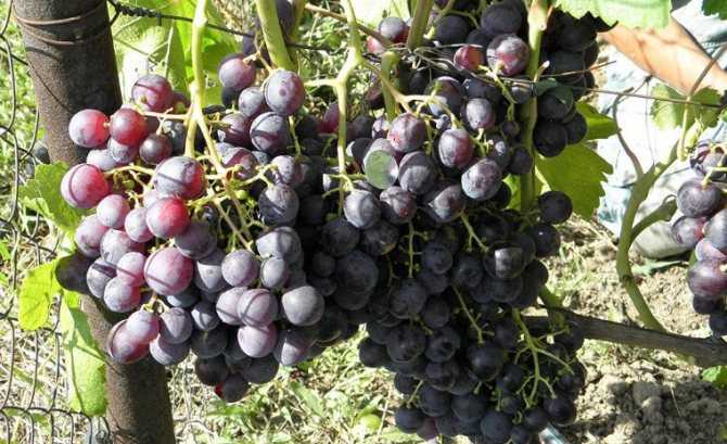 Виноград граф монте кристо: описание и характеристика сорта