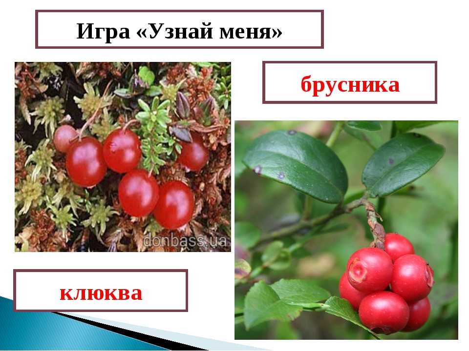 Клюква и брусника: их сходные свойства и различия между этими ягодами