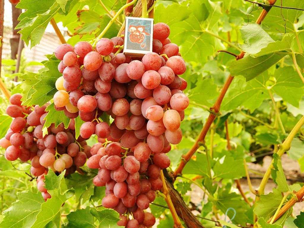 Молодой и перспективный сорт — виноград ливия