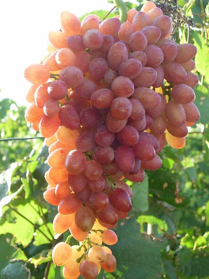 Виноград «кишмиш лучистый»: описание сорта, обрезка, отзывы