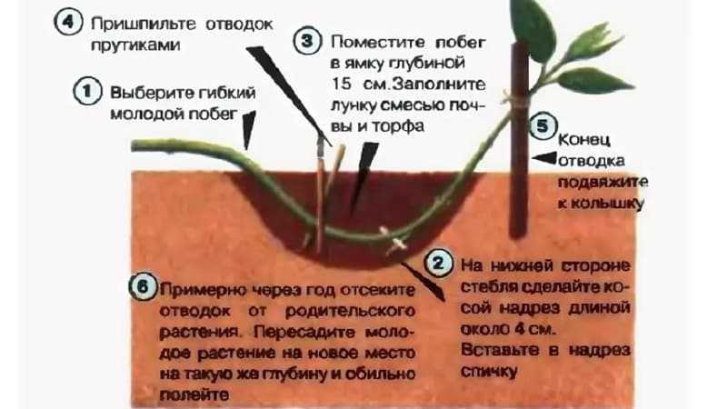 Жимолость золушка: описание сорта с характеристикой и отзывами, особенности посадки и выращивания и ухода, фото