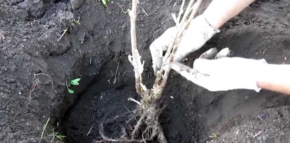 Чёрная смородина экзотика: как вырастить крупноплодный сорт на своём участке?