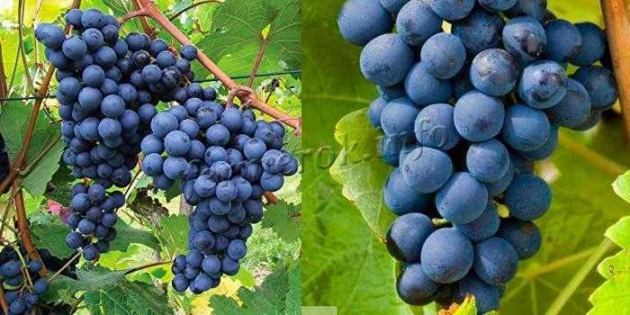 Виноград "кубань": описание сорта, фото, отзывы