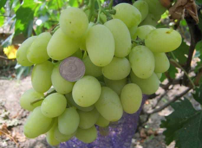 Виноград «ландыш» — особенности сорта, правила ухода и отзывы
