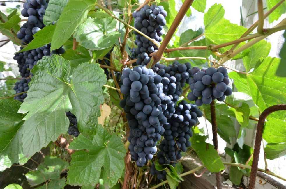 Виноград таежный: описание сорта, фото и отзывы садоводов - журнал "совхозик"