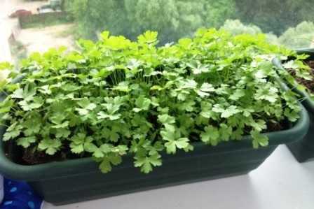 Как выращивать мелиссу на подоконнике в домашних условиях из семян