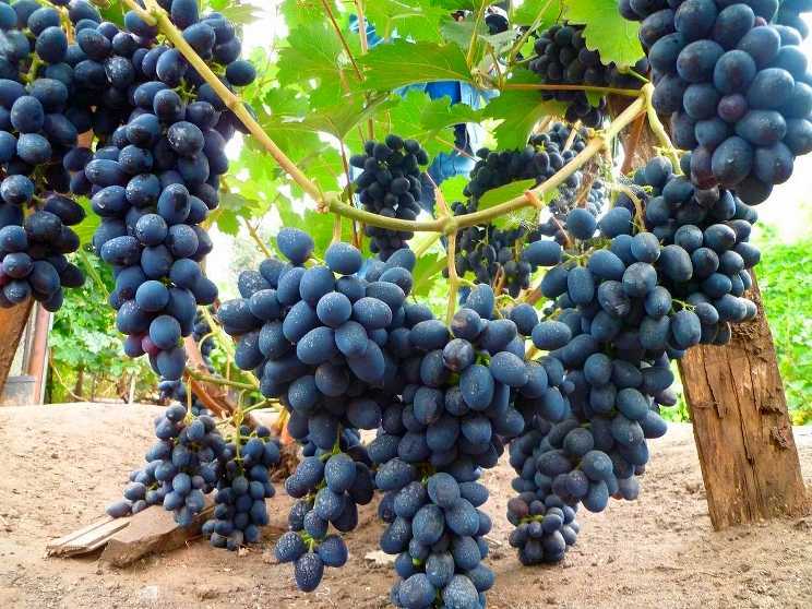 Виноград Ркацители: описание сорта, фото, отзывы виноградарей. Рекомендации по выращиванию и уходу.