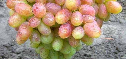 Сорта винограда по алфавиту от а до я: названия сортов с фото и описанием