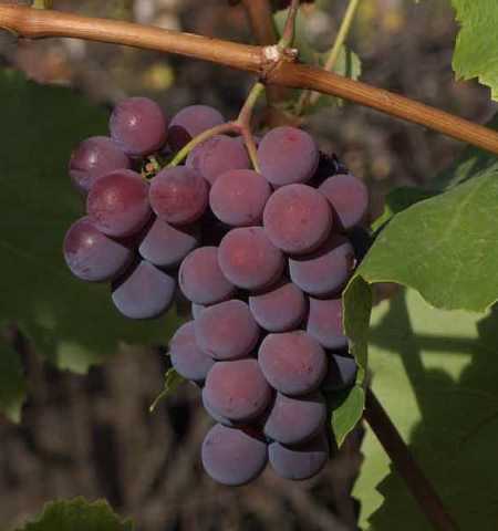 Виноград виктор,виноград виктор описание сорта