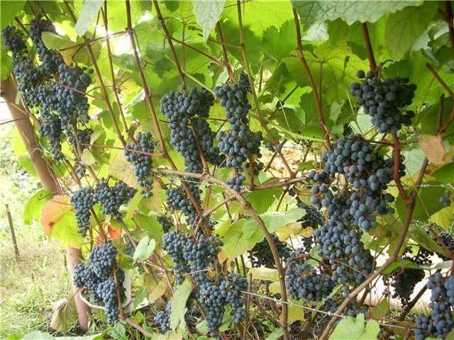 Виноград "амурский прорыв": описание сорта, фото, посадка и уход