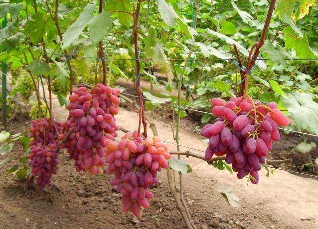 Виноград юбилей новочеркасска: описание сорта, отзывы