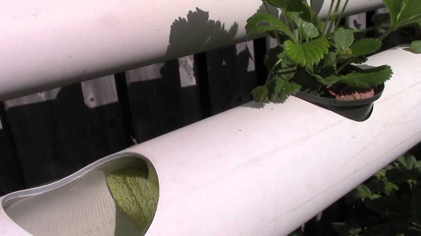 Выращивание клубники в трубах пвх горизонтально: пошаговая инструкция