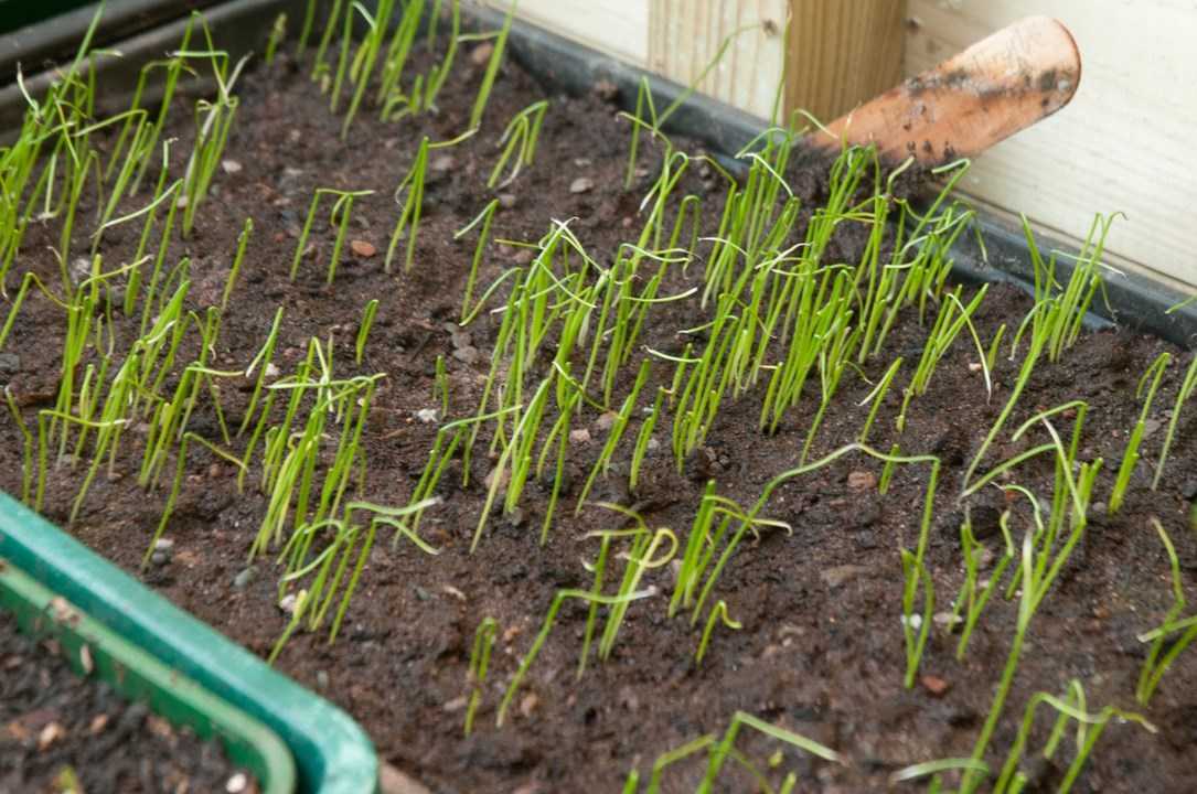 Выращивание черемши из семян: как посадить, чем подкармливать, правила ухода в открытом грунте и домашних условиях