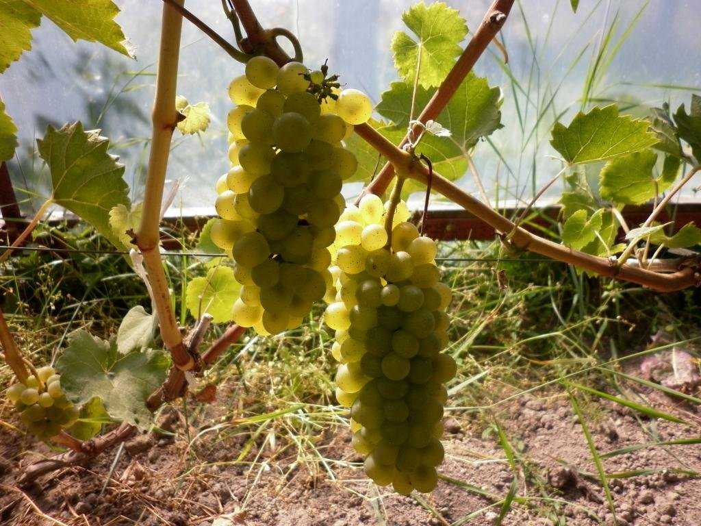 Описание сорта белого грузинского винограда ркацители | я люблю вино