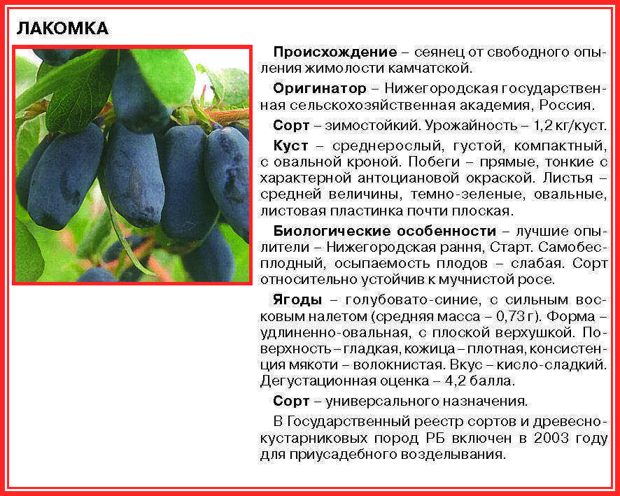 Стабильно урожайный сорт жимолости «изюминка» от российских селекционеров