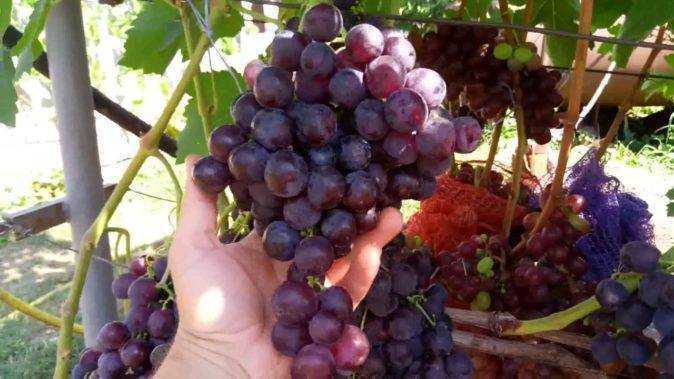 Особенности винограда шахтёр