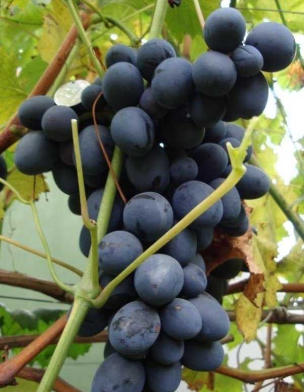 Виноград на кубани лучшие сорта - сад и огород