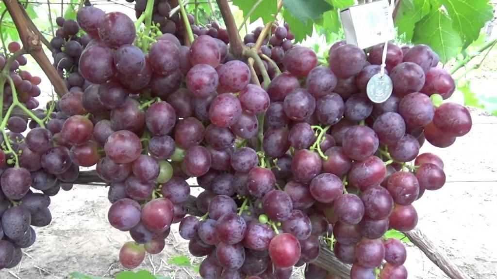 Проверенное качество винограда «кубань» : описание сорта и фото