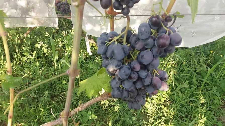 Как правильно выращивать виноград фуршетный?