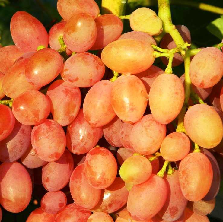 Особенные черты винограда сорта "кишмиш лучистый"