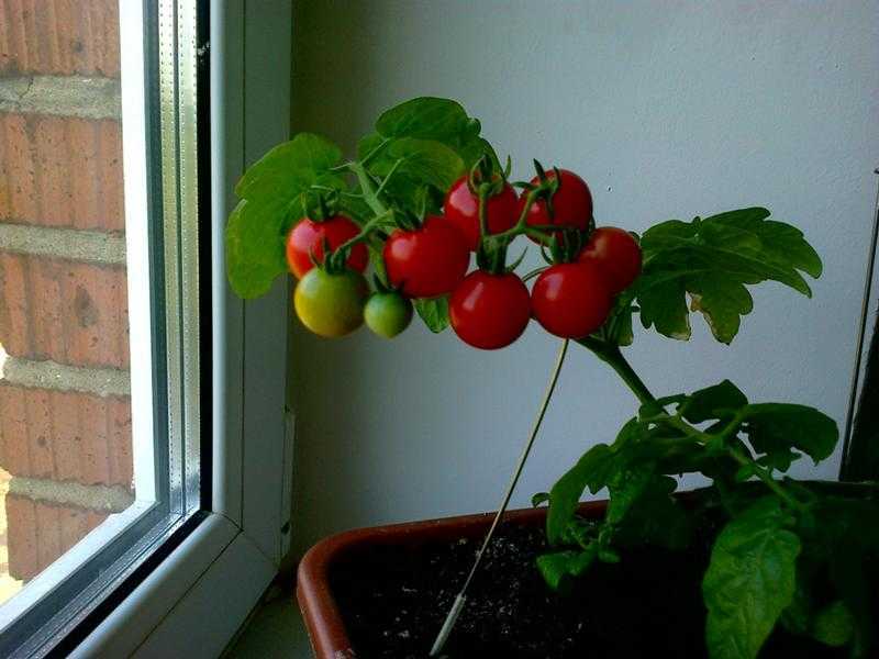 Балконные помидоры выращивание на подоконнике. Черри балконное чудо. Томат черри балконное чудо. Помидоры черри Снегирек. Подоконные помидоры черри.