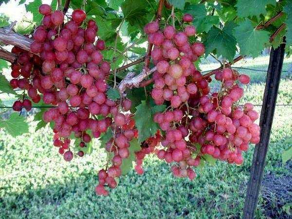 Виноград эффектной расцветки красотка. внешние признаки и правила культивирования