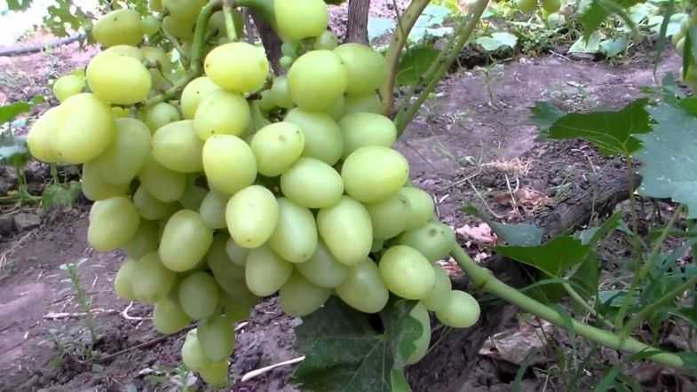 Виноград кубань