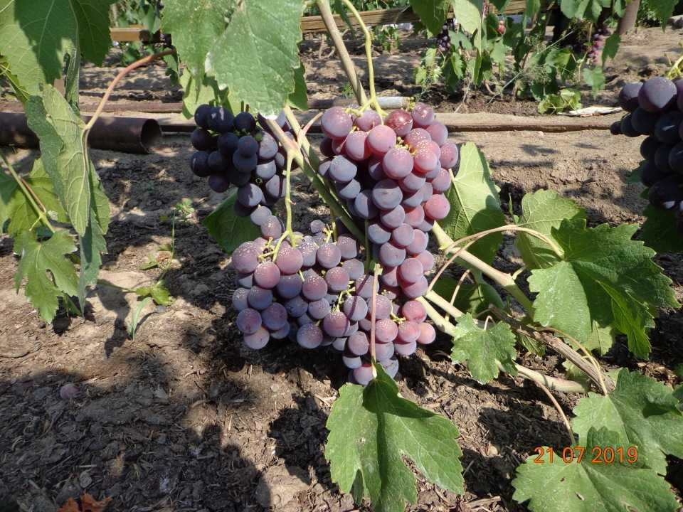 Подробное описание ухода за сортом винограда "долгожданный", отзывы о нем от реальных виноградарей
